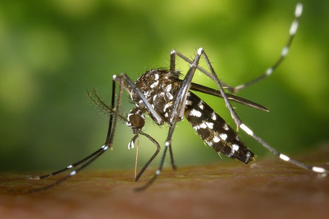 Campagna 2024 contro zanzara tigre e zanzara comune